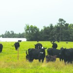 Cows only