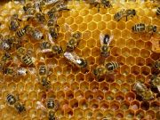 Free basic beekeeping class coming in March; hive-splitting program Feb. 8