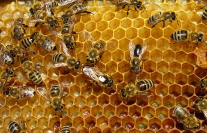 Free basic beekeeping class coming in March; hive-splitting program Feb. 8