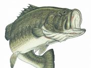 Benefit bass tourney set for April 2 on Greeson