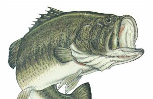 Benefit bass tourney set for April 2 on Greeson