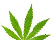 Hope man arrested with load of ‘pot’