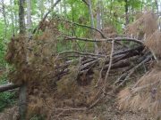 Closures reported on Lake Ouachita Vista Trail