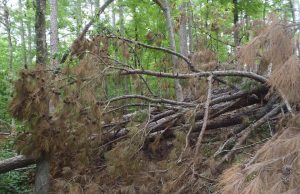 Closures reported on Lake Ouachita Vista Trail