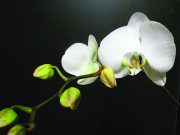 Master Gardeners reschedule plant sale