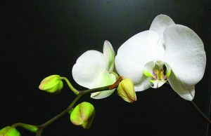 Master Gardeners reschedule plant sale