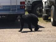 Young bears come through Glenwood over the weekend