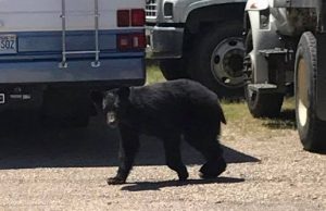 Young bears come through Glenwood over the weekend