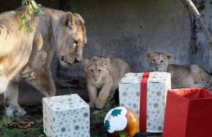 “Care for Our Cubs” toy drive underway
