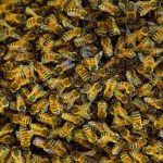 Bees