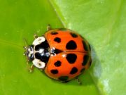 Asian lady beetle numbers to decrease with warmer weather