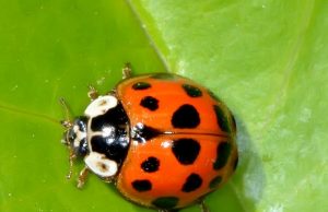 Asian lady beetle numbers to decrease with warmer weather