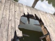 Reward offered for information about damage to dock at Glenwood’s Caddo Pond