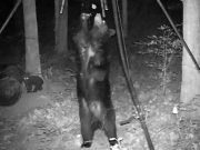 Help keep tabs on state’s bears with AG&FC social media site