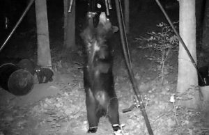 Help keep tabs on state’s bears with AG&FC social media site