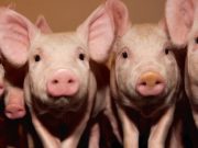 Centerpoint FFA to present ‘Summer Swine Showdown’ July 20