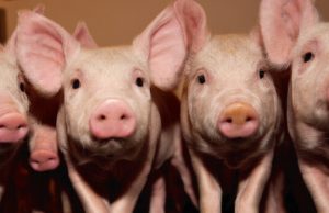 Howard County Fair to include only livestock shows, sale