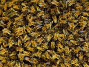 Free beekeeping class starts Oct. 22