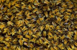 Youth beekeeper program continues, sign up by Feb. 1