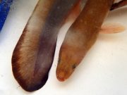 AGFC biologist documents long, strange trip of the American eel in local rivers