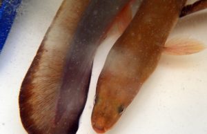 AGFC biologist documents long, strange trip of the American eel in local rivers