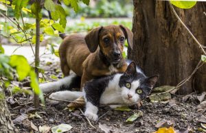 Pike County 4-H rabies vaccination clinics