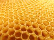 Local beekeepers to offer hive workshop March 16