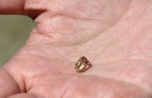 3.72-carat diamond found at state park, biggest this year