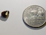 Record rain uncovers 2.12-carat brown diamond at state park