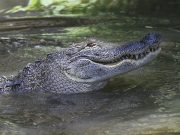 Arkansans harvest 84 alligators in 2019
