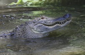Arkansans harvest 84 alligators in 2019
