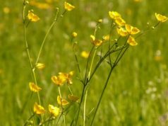 Time to deal with warm season pasture weeds