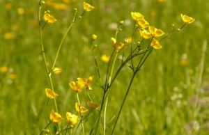Time to deal with warm season pasture weeds