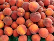 Record-low temps ‘devastating’ to local peach crop