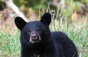 Black bear making area rounds meets tragic ending