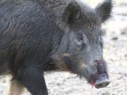 Additional funds aid feral hog removal efforts