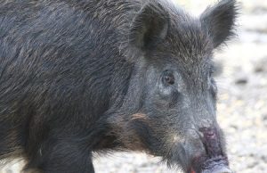 Task force mapping feral hog removal through online survey