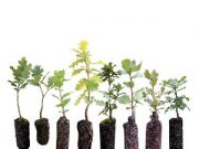 Memorial seedlings available in Dierks for those lost to COVID-19