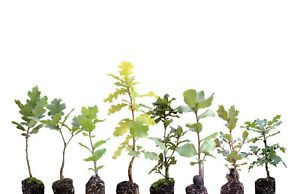 Memorial seedlings available in Dierks for those lost to COVID-19