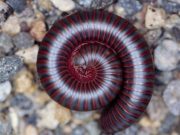 They’re Back! Return of the millipedes