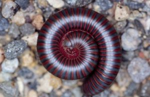They’re Back! Return of the millipedes