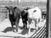 Beef Quality Assurance certification course May 13 in Magnolia