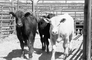 Beef Quality Assurance certification course May 13 in Magnolia