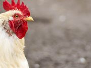 Avian flu emergency rule in effect through July 20