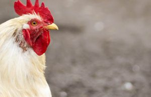 Avian flu emergency rule in effect through July 20