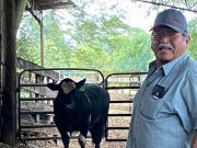 Bull donation to Navajo Nation fulfills wish of late farmer