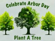 ‘Free Tree Fridays’ underway