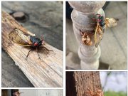 Cicadas starting to sound off