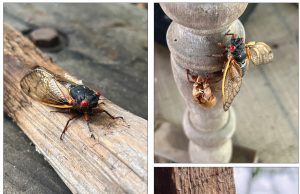 Cicadas starting to sound off