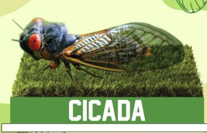 Cicada Bobblehead: You Know You Want One